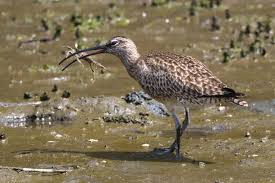 Image result for Numenius borealis