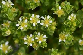 Attēlu rezultāti vaicājumam “Honckenya peploides flower”