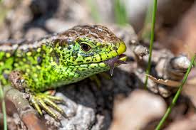 Attēlu rezultāti vaicājumam “Lacerta agilis”