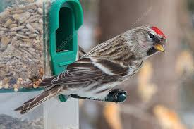 Attēlu rezultāti vaicājumam “Carduelis flammea”