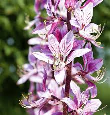 Image result for Diptam