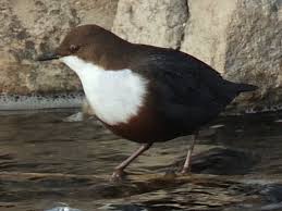 Attēlu rezultāti vaicājumam “Cinclus cinclus”