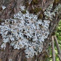 Attēlu rezultāti vaicājumam “Parmelia serrana”