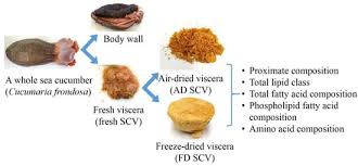 Image result for Cucumaria frondosa