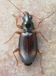 Attēlu rezultāti vaicājumam “Bembidion sp.”
