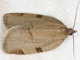 Attēlu rezultāti vaicājumam “Lozotaenia forsterana”