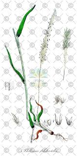 Attēlu rezultāti vaicājumam “Phleum phleoides fruit”