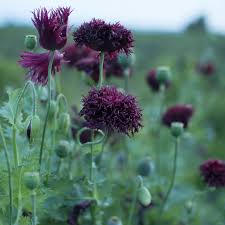Image result for Papaver somniferum Black
