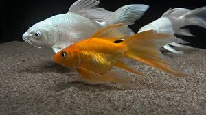 Image result for Cyprinus rubrofuscus