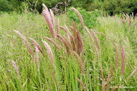 Attēlu rezultāti vaicājumam “Holcus lanatus  flower”