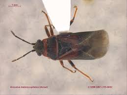 Attēlu rezultāti vaicājumam “Lygaeidae”