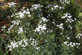 Attēlu rezultāti vaicājumam “Achillea ptarmica fruit”