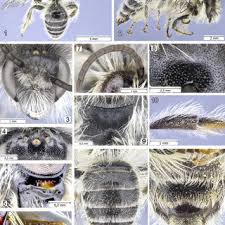 Attēlu rezultāti vaicājumam “Diderma crustaceum spores”