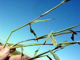 Attēlu rezultāti vaicājumam “Digitaria ischaemum”