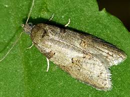 Attēlu rezultāti vaicājumam “Eana incanana”