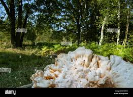 Attēlu rezultāti vaicājumam “Postia tephroleucus”