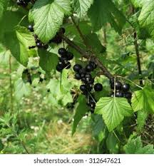 Attēlu rezultāti vaicājumam “Ribes nigrum fruit”