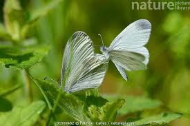 Attēlu rezultāti vaicājumam “Leptidea sinapis”