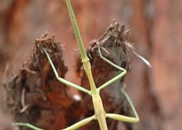 Attēlu rezultāti vaicājumam “Didymium verrucisporum stalked”