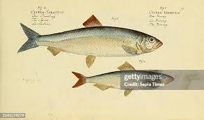 Image result for Clupea harengus