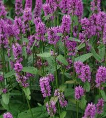 Attēlu rezultāti vaicājumam “Stachys officinalis leaf”