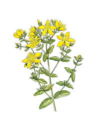 Image result for Hypericum perforatum