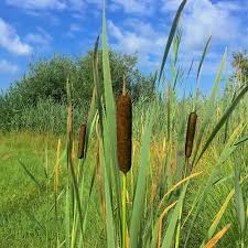 Image result for Rohrkolben