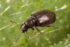 Attēlu rezultāti vaicājumam “Latridiidae”