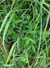 Attēlu rezultāti vaicājumam “Trifolium medium leaf”