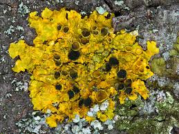 Attēlu rezultāti vaicājumam “Xanthoriicola physciae”