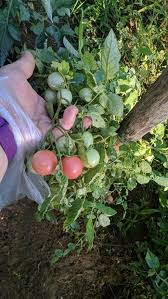 Afbeeldingsresultaat voor rose quartz tomato