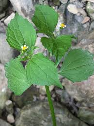 Attēlu rezultāti vaicājumam “Galinsoga quadriradiata”