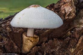 Attēlu rezultāti vaicājumam “Volvariella bombycina”