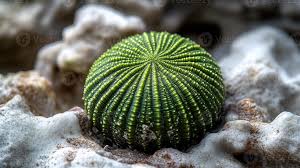 Image result for Strongylocentrotus droebachiensis