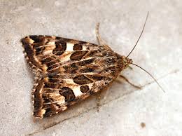 Attēlu rezultāti vaicājumam “Protoschinia scutosa”