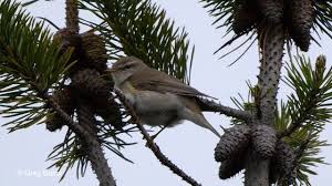 Attēlu rezultāti vaicājumam “Phylloscopus trochilus”