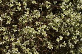 Attēlu rezultāti vaicājumam “Scleranthus perennis flower”