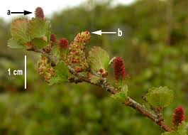Attēlu rezultāti vaicājumam “Betula nana male flower”