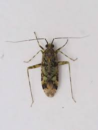 Attēlu rezultāti vaicājumam “Phytocoris varipes”