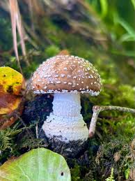 Attēlu rezultāti vaicājumam “Amanita pantherina”