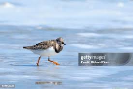 Attēlu rezultāti vaicājumam “Arenaria interpres”