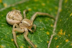 Attēlu rezultāti vaicājumam “Xysticus cristatus”