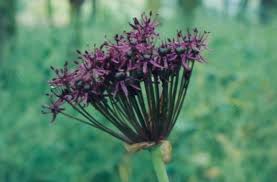 Attēlu rezultāti vaicājumam “Allium scorodoprasum leaf”