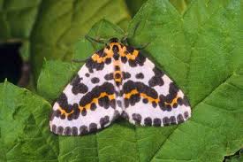 Attēlu rezultāti vaicājumam “Abraxas grossulariata imago”