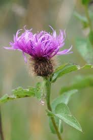 Attēlu rezultāti vaicājumam “Centaurea phrygia”