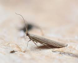 Attēlu rezultāti vaicājumam “Coleophora alticolella”