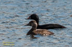 Attēlu rezultāti vaicājumam “Melanitta nigra male”