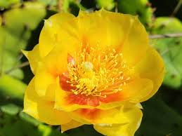 Attēlu rezultāti vaicājumam “Carex cespitosa flower”