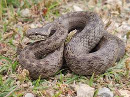 Attēlu rezultāti vaicājumam “Coronella austriaca adult”