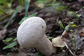 Attēlu rezultāti vaicājumam “Calvatia excipuliformis”